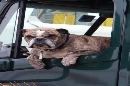 Transporting My Pet: How to Best Relocate Pets?